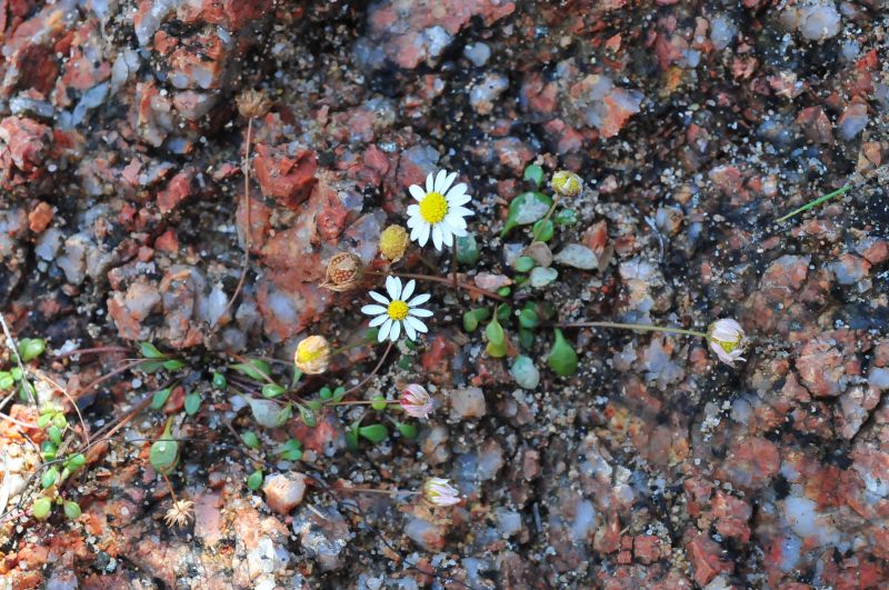 Bellium bellidioides / Pratolina spatolata